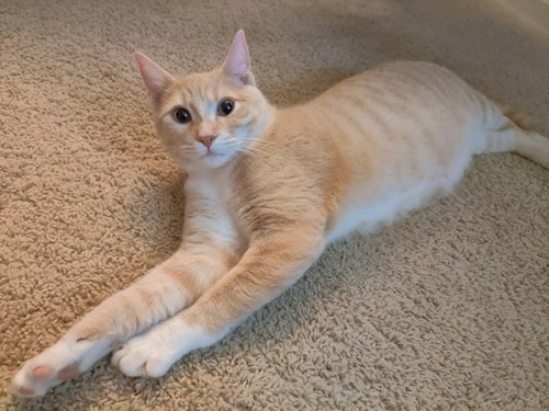 Milo