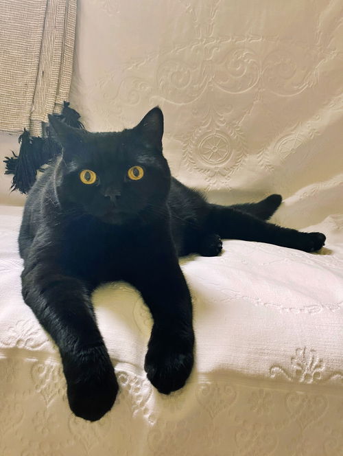 ALESTER MEOWLEY (Allie) - Offered by Owner