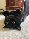 ALESTER MEOWLEY (Allie) - Offered by Owner