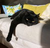 ALESTER MEOWLEY (Allie) - Offered by Owner