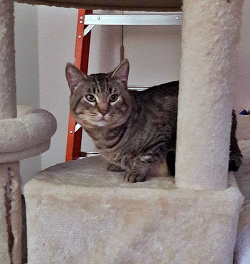 MR.TIGER - Offered by Owner - Young Male