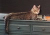 MR.TIGER - Offered by Owner - Young Male