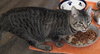 MR.TIGER - Offered by Owner - Young Male
