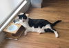 BENJI - Offered by Owner - (good with Breedy)