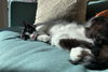 BENJI - Offered by Owner - (good with Breedy)