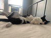 BENJI - Offered by Owner - (good with Breedy)