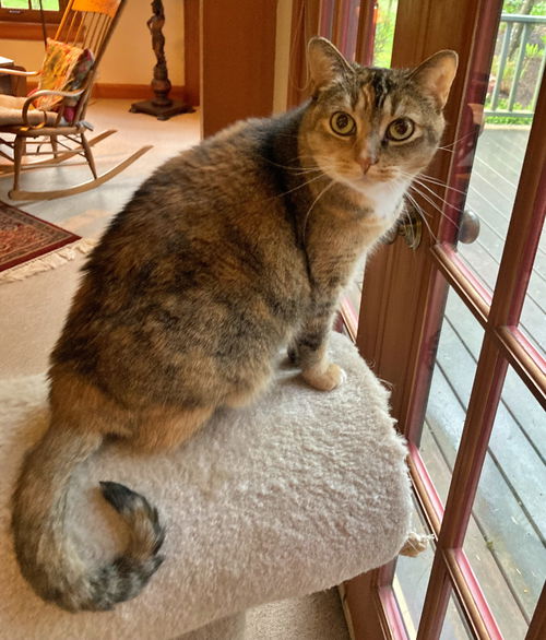 MAISIE - Offered by Owner