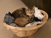 MAISIE - Offered by Owner