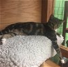 NEWT - Offered by Owner - Teen Male