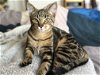 NEWT - Offered by Owner - Teen Male
