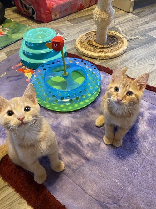 Chiparee & Chiparoo brother pair