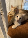 Chiparee & Chiparoo brother pair
