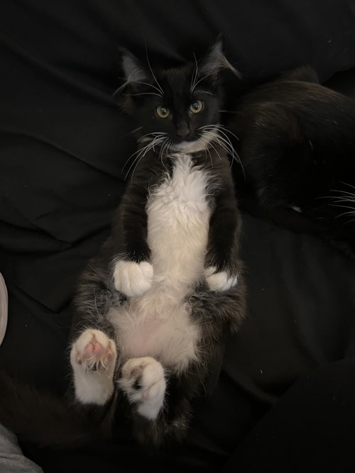 Sloane