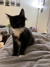 Sloane