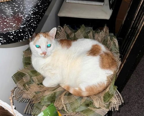 THEO - Offered by Owner - Declawed adult