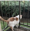 THEO - Offered by Owner - Declawed adult