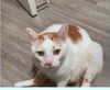 THEO - Offered by Owner - Declawed adult