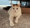 THEO - Offered by Owner - Declawed adult