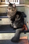 FISHY - Offered by Owner - Young Maine Coon