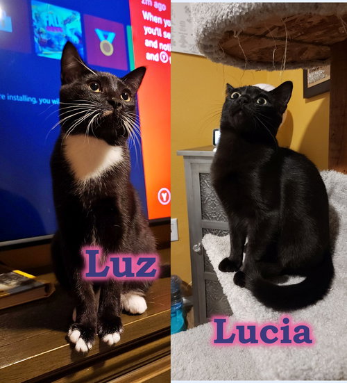 LUCIA and LUZ - Offered by Owner - Sister teens