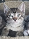 Kitten Brothers - Instant fun, Instant playmates!