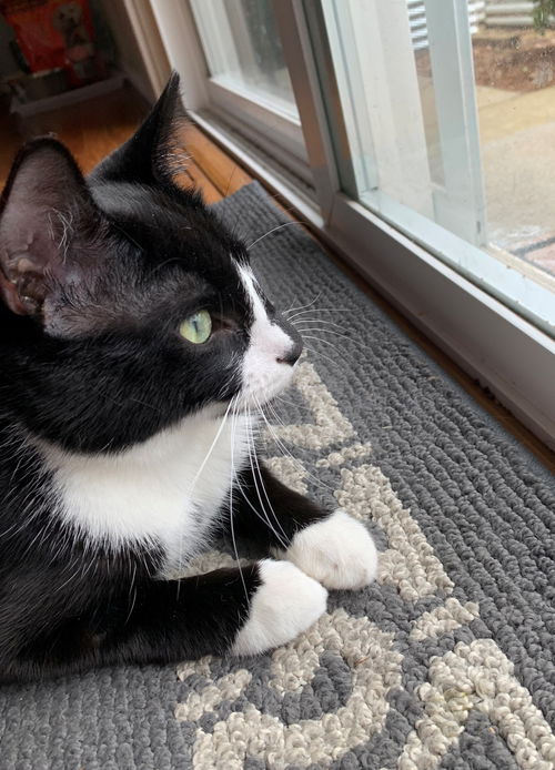 LOBIE - Offered by Owner - Young Male