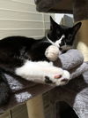 LOBIE - Offered by Owner - Young Male