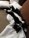 LOBIE - Offered by Owner - Young Male