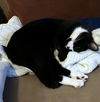 LOBIE - Offered by Owner - Young Male
