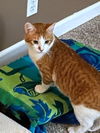 Harley - Offered by Owner - Young male