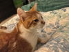 Harley - Offered by Owner - Young male