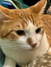 Harley - Offered by Owner - Young male