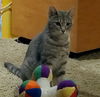 LOLLY - Offered by Owner - Young Female