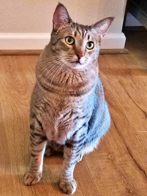 PLUMPKIN - Offered by Owner - Sweet Boy