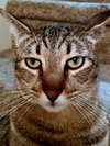 PLUMPKIN - Offered by Owner - Sweet Boy