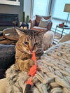 PLUMPKIN - Offered by Owner - Sweet Boy