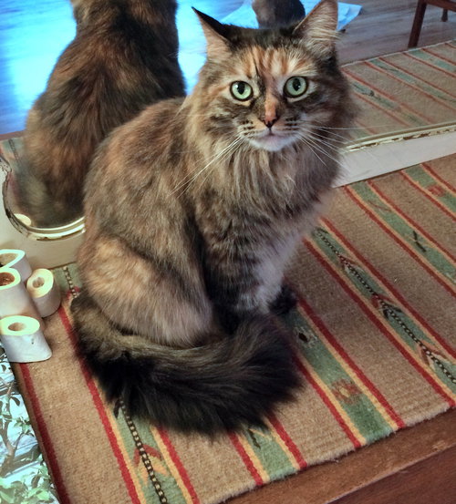 MOGWAI - Offered by Owner - Colorful Female Sr.
