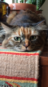MOGWAI - Offered by Owner - Colorful Female Sr.