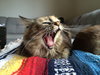 MOGWAI - Offered by Owner - Colorful Female Sr.
