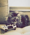 MOGWAI - Offered by Owner - Colorful Female Sr.
