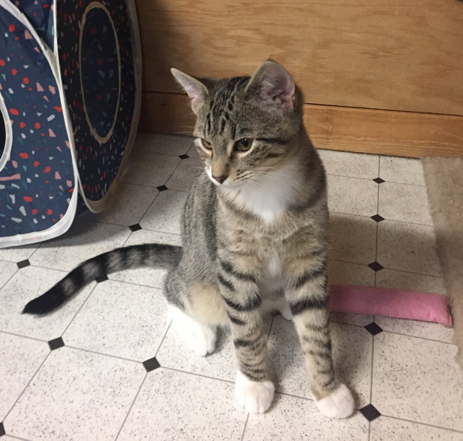 ARCHER & AUSTIN Offered by Owner Bonded Pair's  Page