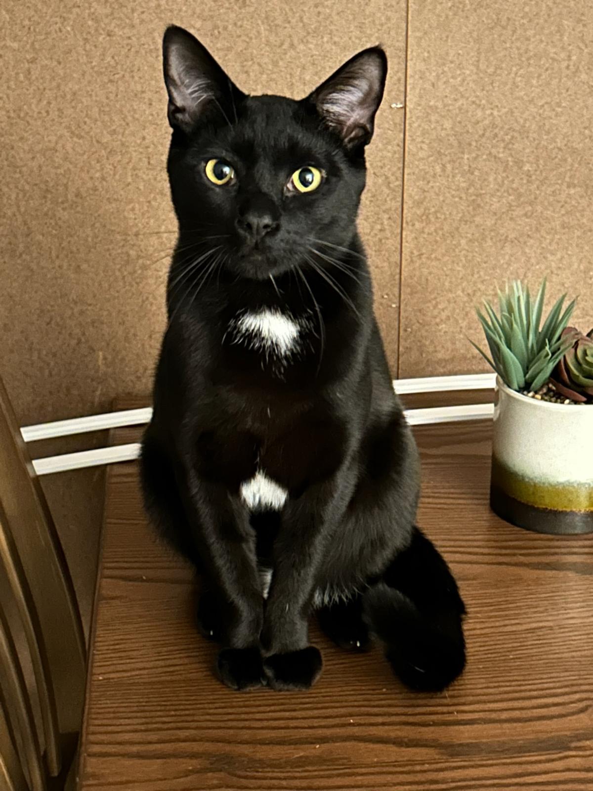 adoptable Cat in Hillsboro, OR named KADE - Offered by Owner - Brother to Kandy