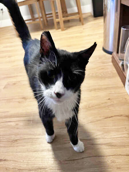 ARCHIE - Offered by Owner - Friendly Senior