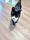 ARCHIE - Offered by Owner - Friendly Senior