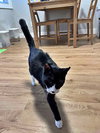 ARCHIE - Offered by Owner - Friendly Senior