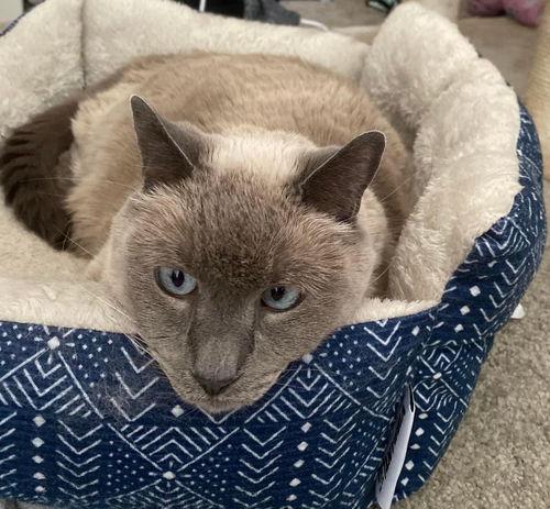 LILIAH - Offered by Owner - loving Senior Siamese