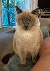 LILIAH - Offered by Owner - loving Senior Siamese