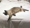 LILIAH - Offered by Owner - loving Senior Siamese