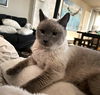 LILIAH - Offered by Owner - loving Senior Siamese
