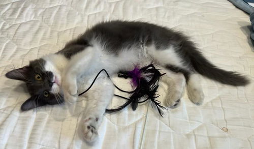 Beau - Young male needs a friendly buddy!
